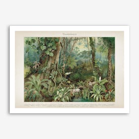 Vintage Meyers 5 Tropenwald Art Print