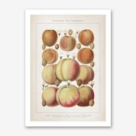Vintage Meyers 6 Pfirsiche und Aprikosen Art Print