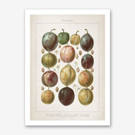 Vintage Meyers 6 Pflaumen Art Print