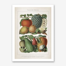 Vintage Meyers 6 Tropische Früchte Art Print
