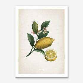 Vintage Redouté 1 Citrus Limonium Art Print