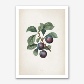 Vintage Redouté 1 Prunus Myrobalana Art Print