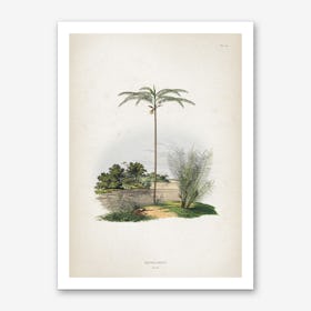 Vintage Martius 1 Oenocarpus Bataua Art Print
