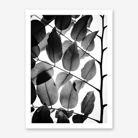 Branches And Leaves Art Print