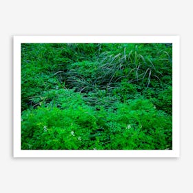 Neglected Natural Garden In The City Art Print