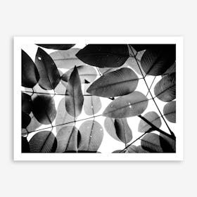 Experiments With Leaves I Art Print