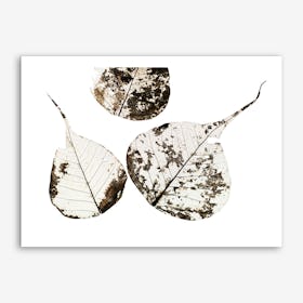 Fallen Leaves #0 Art Print