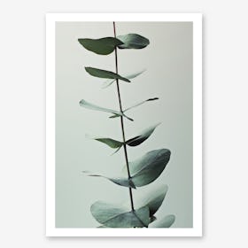 Eucalyptus Greenery in Art Print