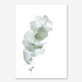 Eucalyptus White I in Art Print