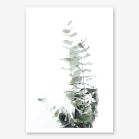 Eucalyptus White II in Art Print