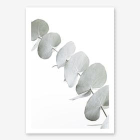 Eucalyptus White III in Art Print