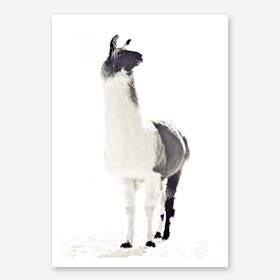 Fluffy Llama in Art Print