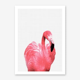 Flamingo Portrait Poster