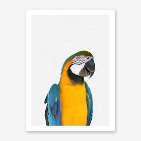Parrot Portrait Art Print
