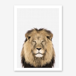 Lion II Art Print