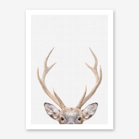 Deer II Art Print