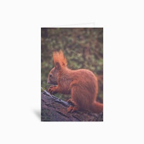 Squirrelicious Greetings Card