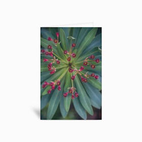 Blooming Succulent Greetings Card