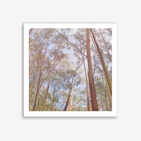 Eucalyptus Forest Art Print