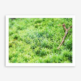 Forest of Moss Art Print