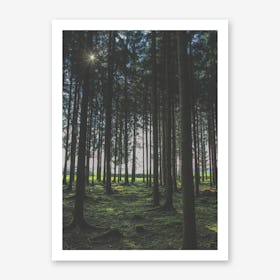 In The Forest Art Print