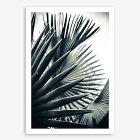 Palm Shade 2 Art Print