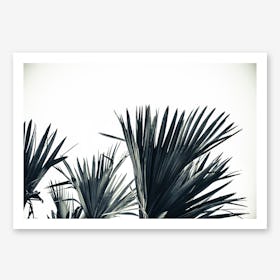 Palm Shade 3 Art Print