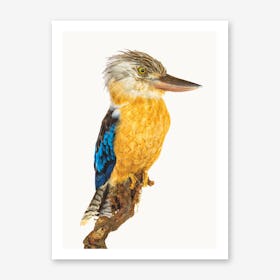 Birds VII Art Print