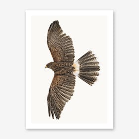 Birds IX Art Print