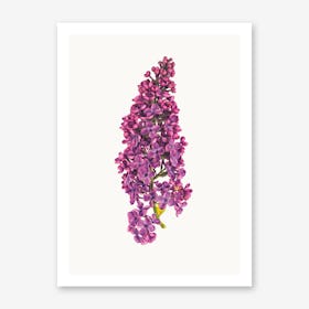 Flower VII Art Print