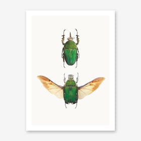 Insects II Art Print