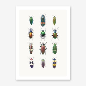 Insects III Art Print