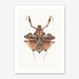 Insects VI Art Print