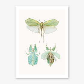 Insects VII Art Print