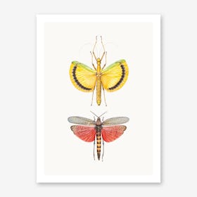 Insects VIII Art Print
