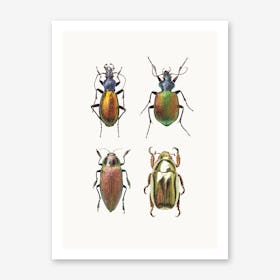 Insects IX Art Print