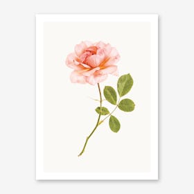 Roses I Art Print