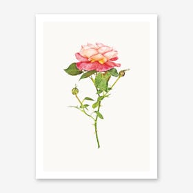 Roses III Art Print