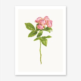 Roses IV Art Print