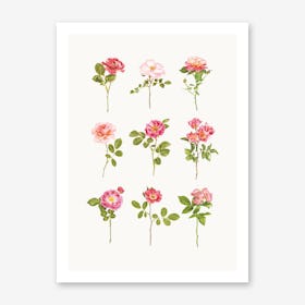 Roses VII Art Print
