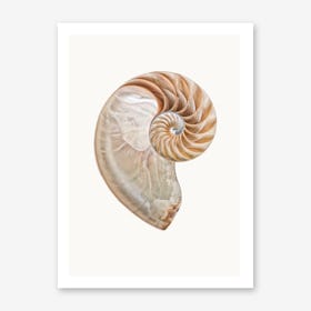 Shell II Art Print