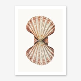 Shell VI Art Print