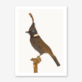 Birds V Art Print