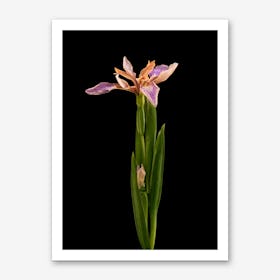Flower Wild Iris Art Print
