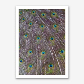 Peacock Feathers Art Print