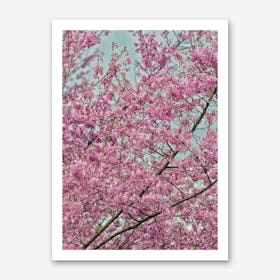 Pink Blossom Tree Art Print
