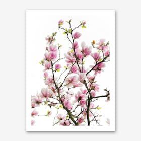 Pink Magnolia Branches Art Print