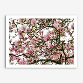 Pink Magnolia Tree Art Print