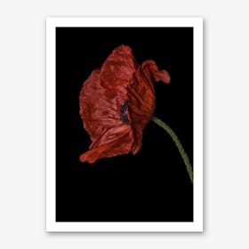 Poppy Red 03 Art Print