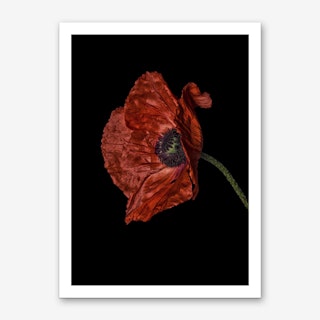 Poppy Red 04 Art Print